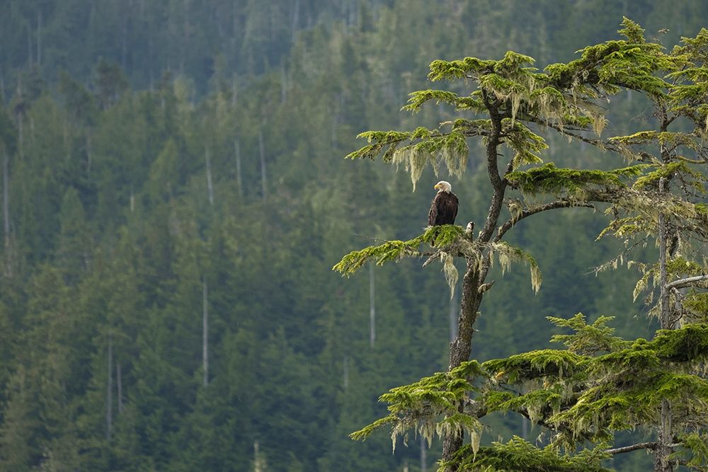 British Columbia A Bald Eagle perches on a limb amid Bearded Lichen in forested Vancouver Island art print by Gary Luhm for $57.95 CAD